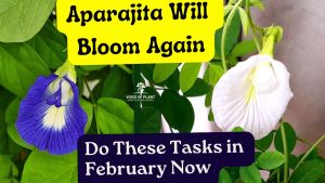 How To Make Aparajita Bushy & Flowering – Simple Care Tips 1 How To Make Aparajita Bushy & Flowering – Simple Care Tips 1