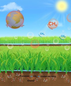 The Rice Revolution: Slashing 70% of Methane Emissions While Boosting Yields 1