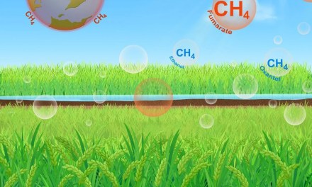 The Rice Revolution: Slashing 70% of Methane Emissions While Boosting Yields