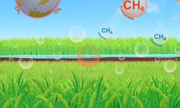 The Rice Revolution: Slashing 70% of Methane Emissions While Boosting Yields