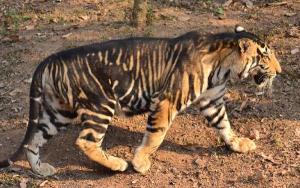 National Wildlife Day: Over 2 lakh trees to be planted this year to enhance the habitat of black tigers in Odisha 4
