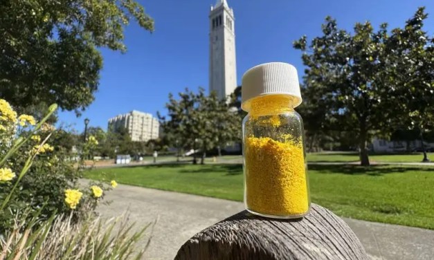 A tiny amount of this powder can absorb as much CO2 as a tree