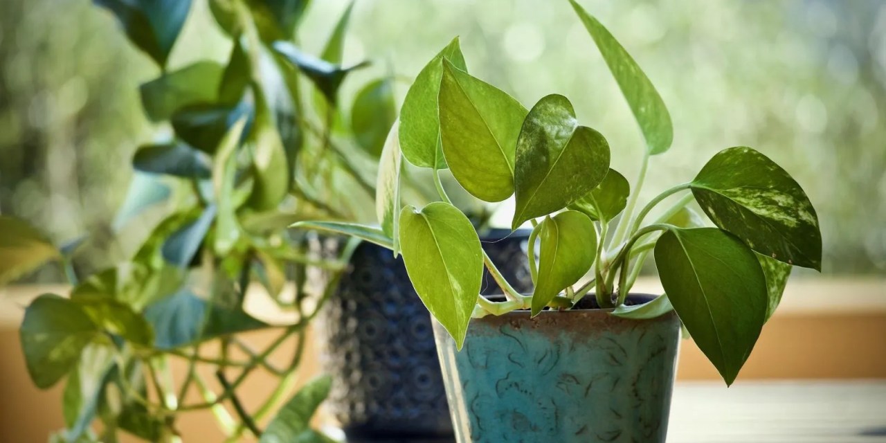 Money plant benefits: Why this humble plant is a must-have in your home