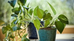 Money plant benefits: Why this humble plant is a must-have in your home 1