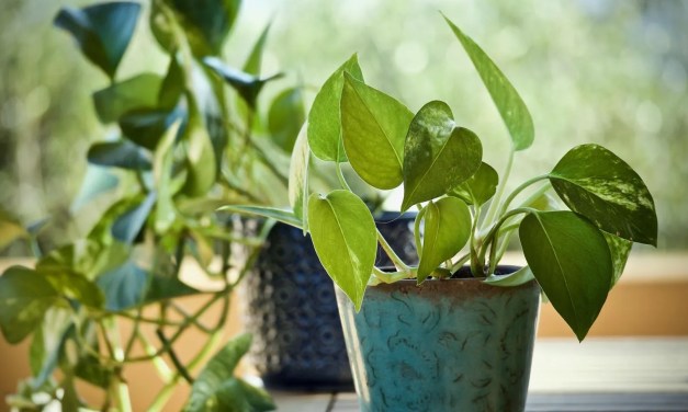 Money plant benefits: Why this humble plant is a must-have in your home