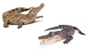 Alligator vs. Crocodile: What’s the Difference?