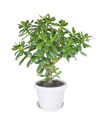 Jade Plant Care: Choosing the Right Pot and Soil