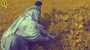 Climate Change, Indo-Pak Border, and Dying Basmati Fields of Jammu's RS Pura 1 Climate Change, Indo-Pak Border, and Dying Basmati Fields of Jammu's RS Pura 1