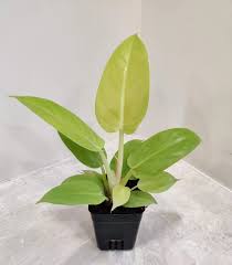 Philodendron Moonlight Care: How to Grow a Thriving Plant Indoors