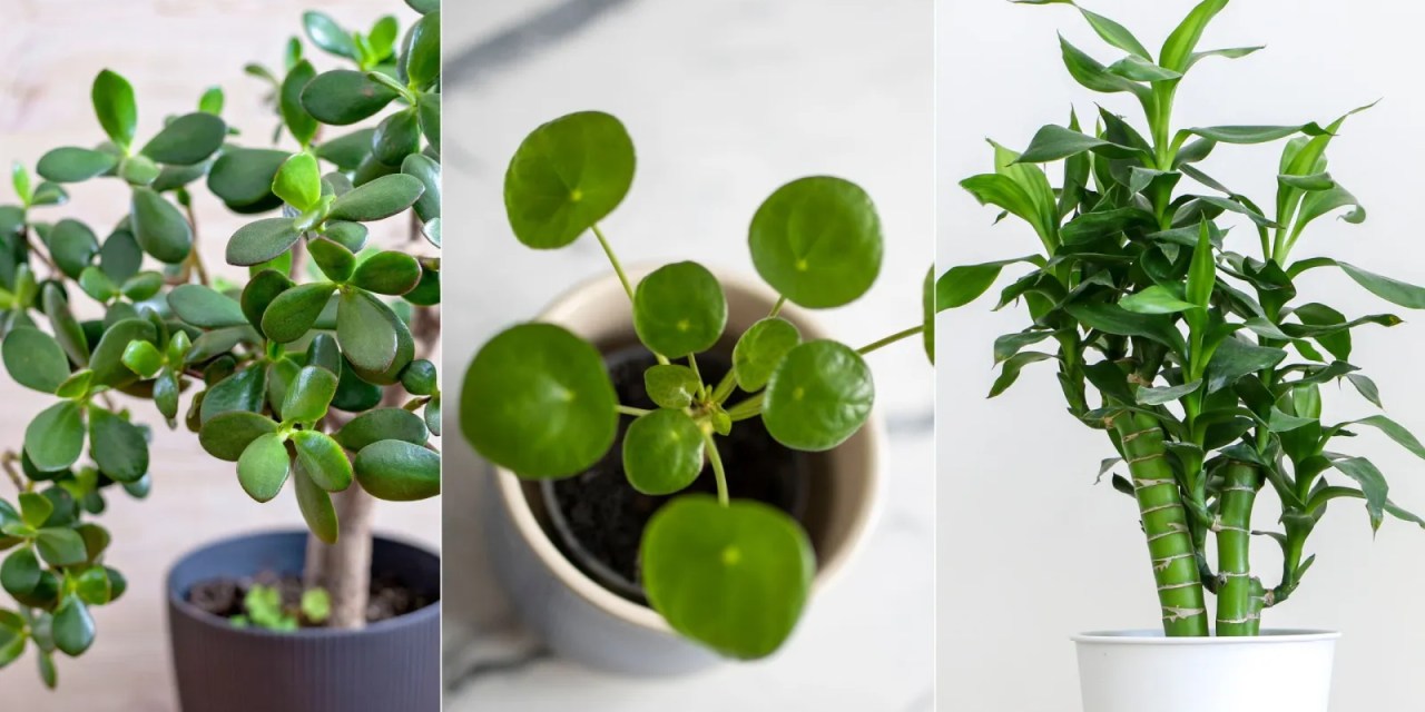 5 lucky houseplants to bring good fortune into your home – discover the meaning behind them, plus care tips to help them thrive