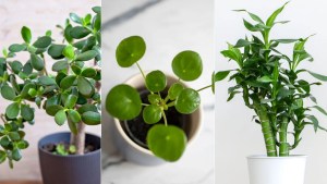 5 lucky houseplants to bring good fortune into your home – discover the meaning behind them, plus care tips to help them thrive 1