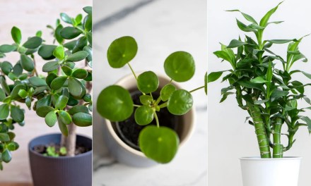 5 lucky houseplants to bring good fortune into your home – discover the meaning behind them, plus care tips to help them thrive