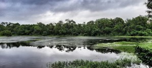 “Lake and Water Bodies Management: Sustainable Approaches for Algae Control and Ecosystem Health” 1