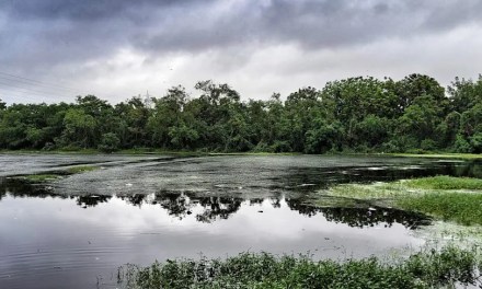 “Lake and Water Bodies Management: Sustainable Approaches for Algae Control and Ecosystem Health”