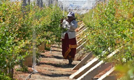 Soil, Nutrients And Weather Forecasts: How AI Is Helping Indian Farmers