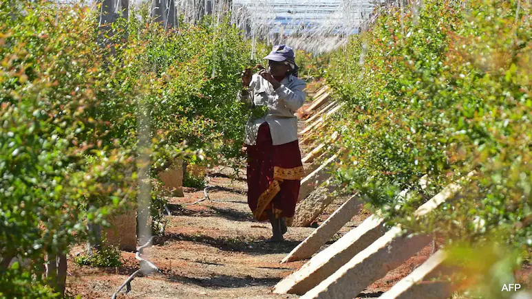 Soil, Nutrients And Weather Forecasts: How AI Is Helping Indian Farmers