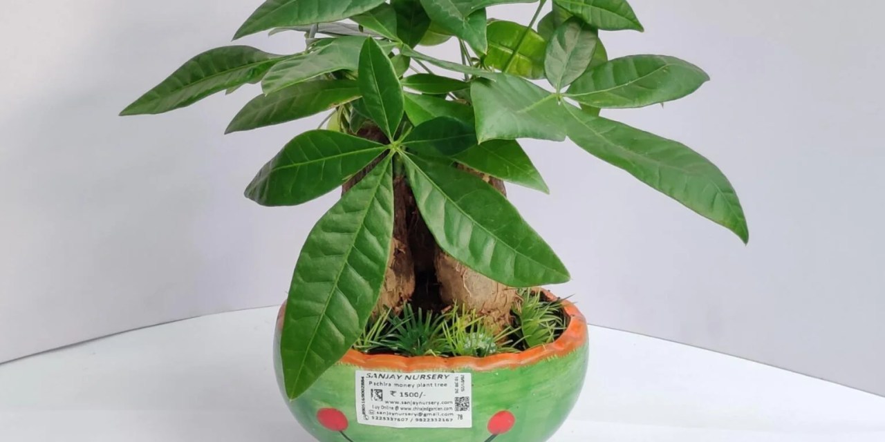 Money Tree Plant Care: Tips for a Healthy & Lucky Indoor Pachira Aquatica