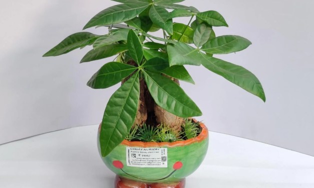Money Tree Plant Care: Tips for a Healthy & Lucky Indoor Pachira Aquatica