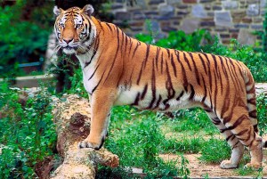 National Animals Of Asian Countries 1