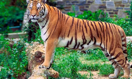 National Animals Of Asian Countries