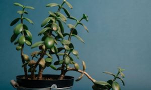 From Being A Lucky Charm To Air Purifying, 10 Reasons To Grow A Jade Plant In Your Home! 1