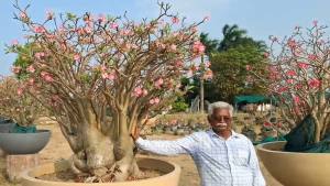 "One Plant Costs Rs 12 Lakhs," The Desert Rose That Turned A Plant Seller's Life Into An Oasis 1