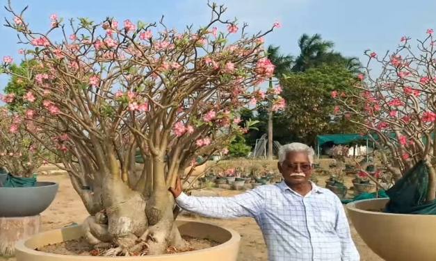 “One Plant Costs Rs 12 Lakhs,” The Desert Rose That Turned A Plant Seller’s Life Into An Oasis