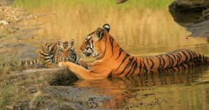 India’s tiger success story: How the big cat population recovered 1
