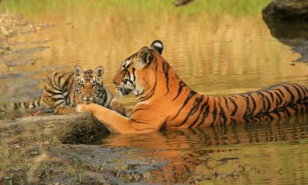 India’s tiger success story: How the big cat population recovered