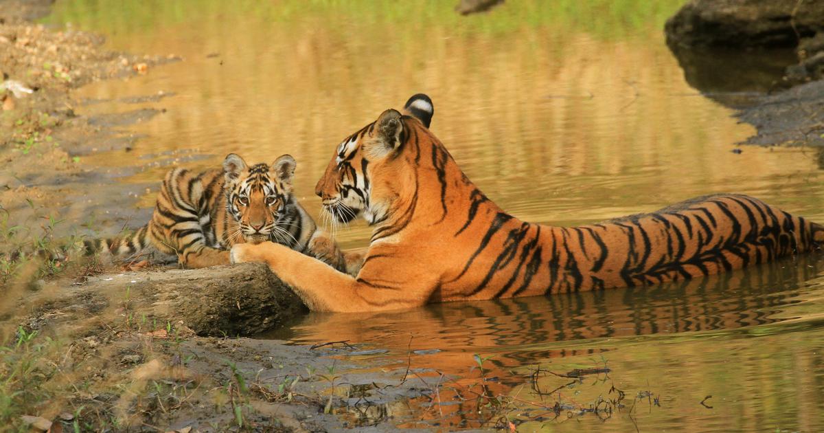 India’s tiger success story: How the big cat population recovered