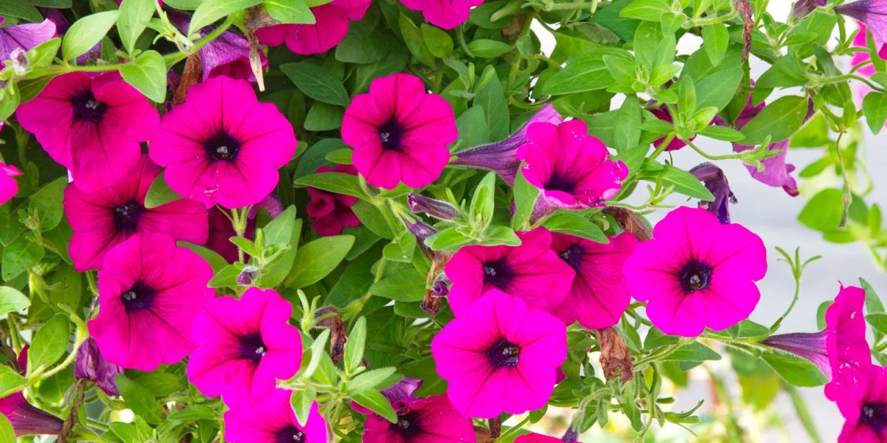 Elevate Your Flower Power: 10 Best Flowers For Hanging Baskets