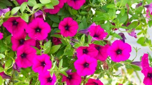 Elevate Your Flower Power: 10 Best Flowers For Hanging Baskets 1