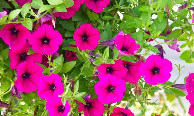 Elevate Your Flower Power: 10 Best Flowers For Hanging Baskets