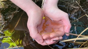How repairing peat could prevent Glasgow's tap water turning brown 1