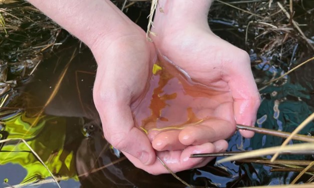 How repairing peat could prevent Glasgow’s tap water turning brown