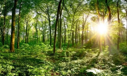 A Roadmap To Preserving Forests And Advancing Sustainable Agriculture