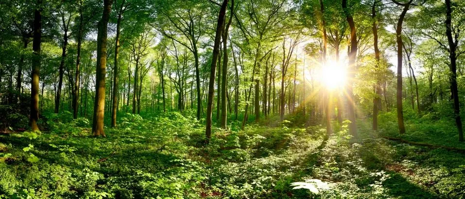 A Roadmap To Preserving Forests And Advancing Sustainable Agriculture