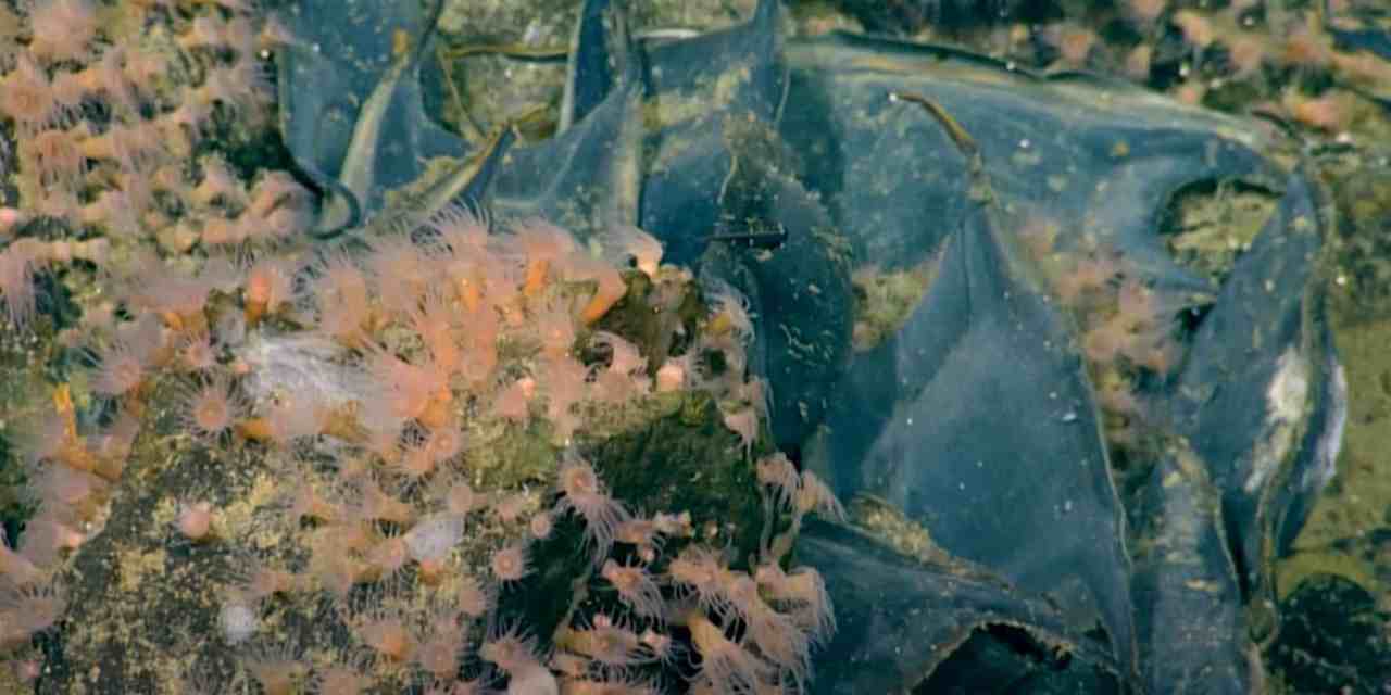 Scientists Discover a Long-Lost Underwater Volcano Teeming With Heat and a Million Mysterious Eggs