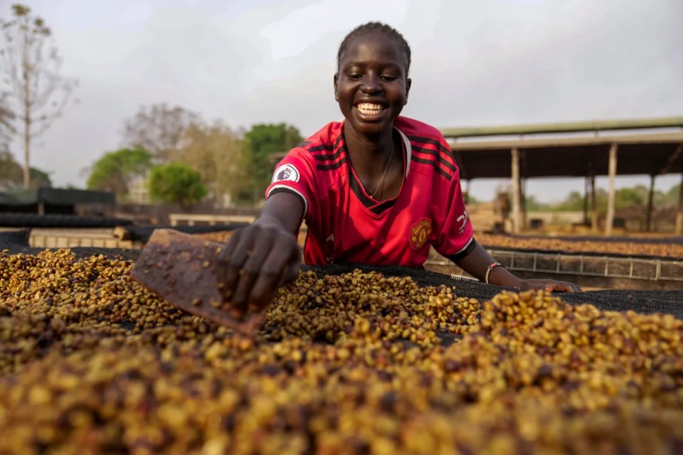 South Sudan farmers pin hopes on rare climate-resistant coffee