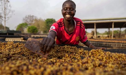 South Sudan farmers pin hopes on rare climate-resistant coffee
