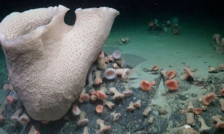 Antarctic Iceberg Breaks Away to Reveal a Never-Before-Seen Ecosystem
