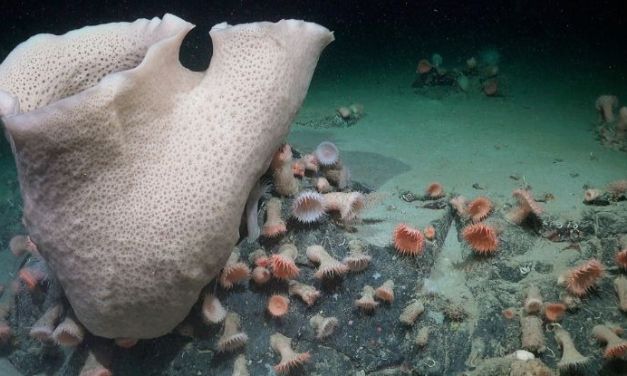 Antarctic Iceberg Breaks Away to Reveal a Never-Before-Seen Ecosystem