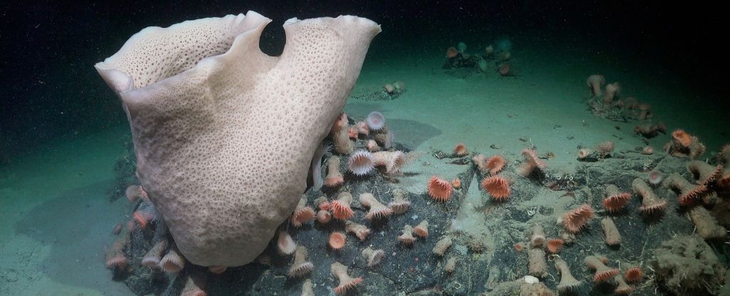 Antarctic Iceberg Breaks Away to Reveal a Never-Before-Seen Ecosystem