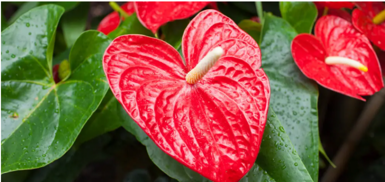 Anthurium Flowers