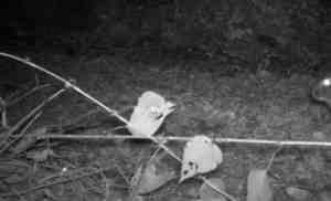 Extinct for 120 Years a Rare Species Makes an Astonishing Comeback 1