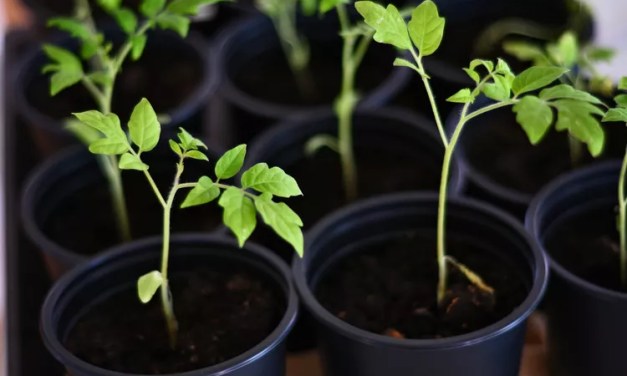 When To Transplant Tomato Seedlings For a Successful Harvest