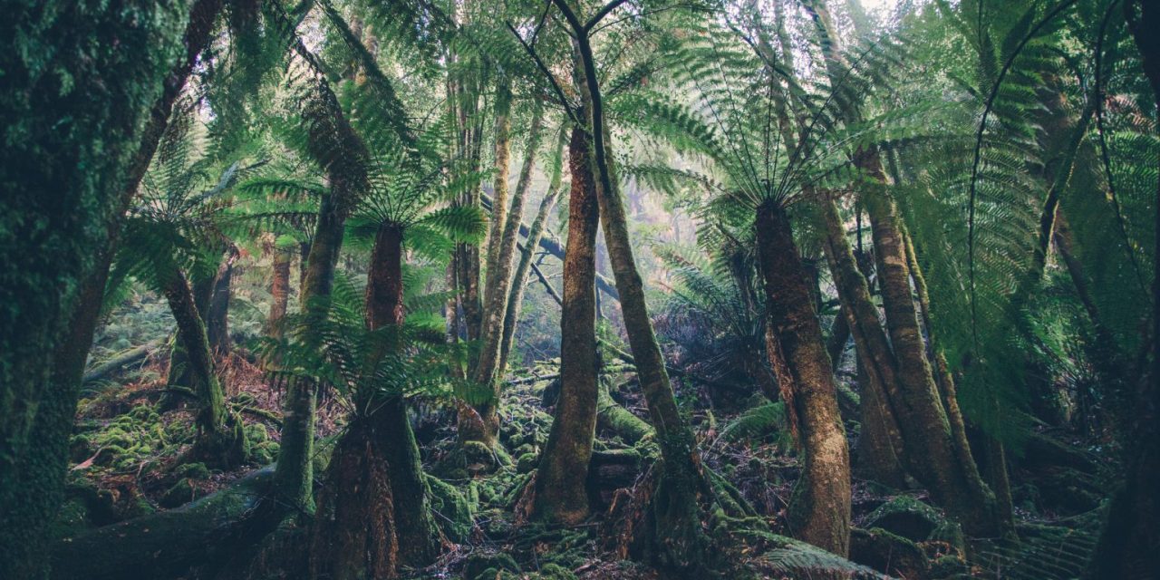 India’s forest and tree cover expands, now covering 25.17% of country’s geographical area