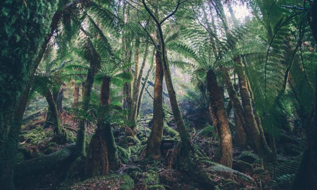 India’s forest and tree cover expands, now covering 25.17% of country’s geographical area