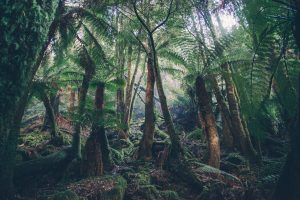 India’s forest and tree cover expands, now covering 25.17% of country’s geographical area 1