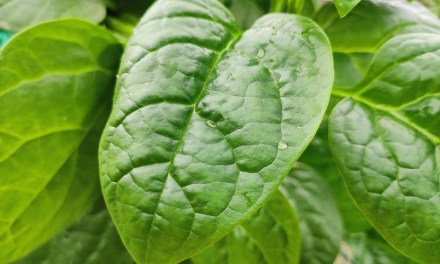 How to Plant and Grow Malabar Spinach